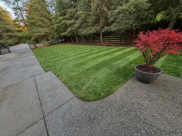 A freshly striped lawn edged cleanly against a concrete driveway, with a red Japanese maple and evergreens behind.